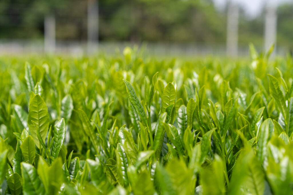 吉田茶園の茶畑。2.3ヘクタールで多くの茶葉を生産しています（同社提供）