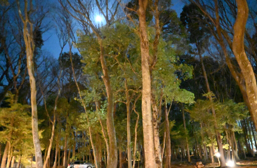 日が暮れて、木々の間から月も顔を出しました。どんな夜を過ごせるのでしょうか＝境町西泉田