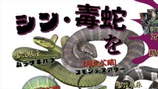 GWのスネークセンター（太田市）は気合が違う 貴重な毒ヘビ、双頭の 