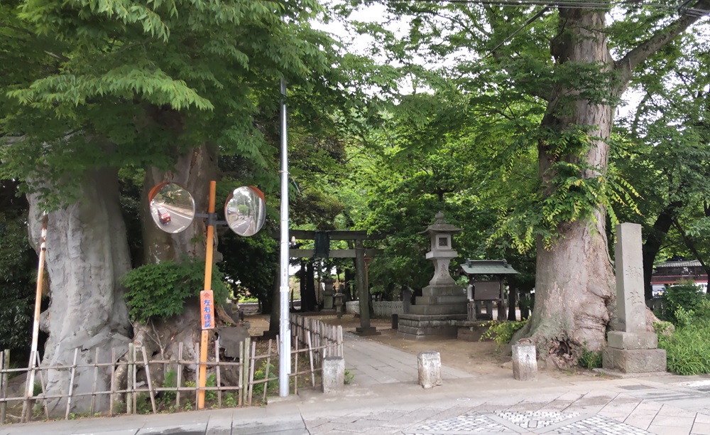 雀神社境内入口には大きなケヤキがありました。