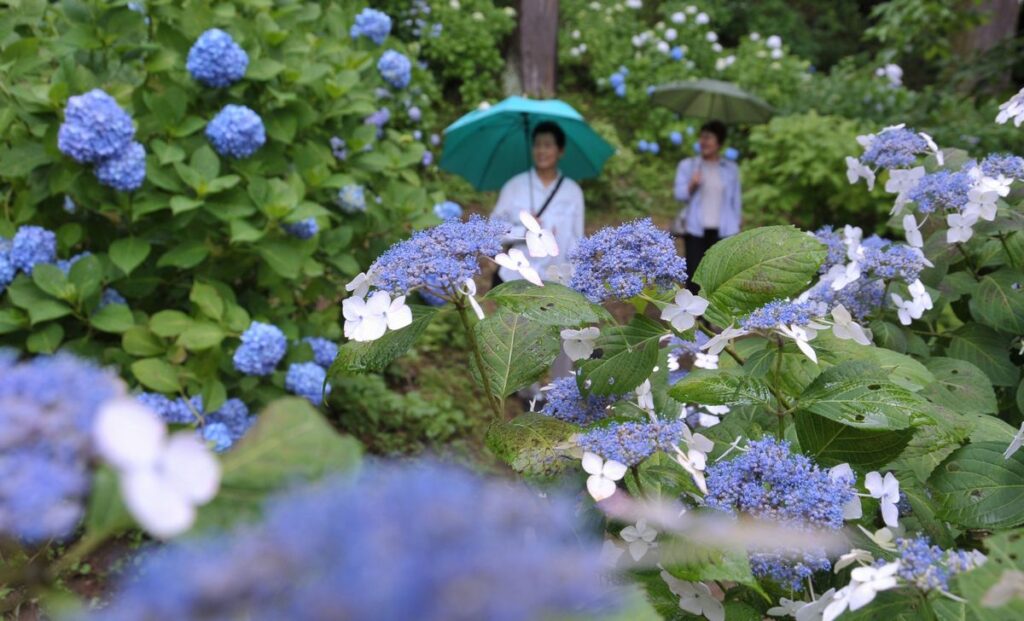 雨引観音の境内に咲くアジサイ