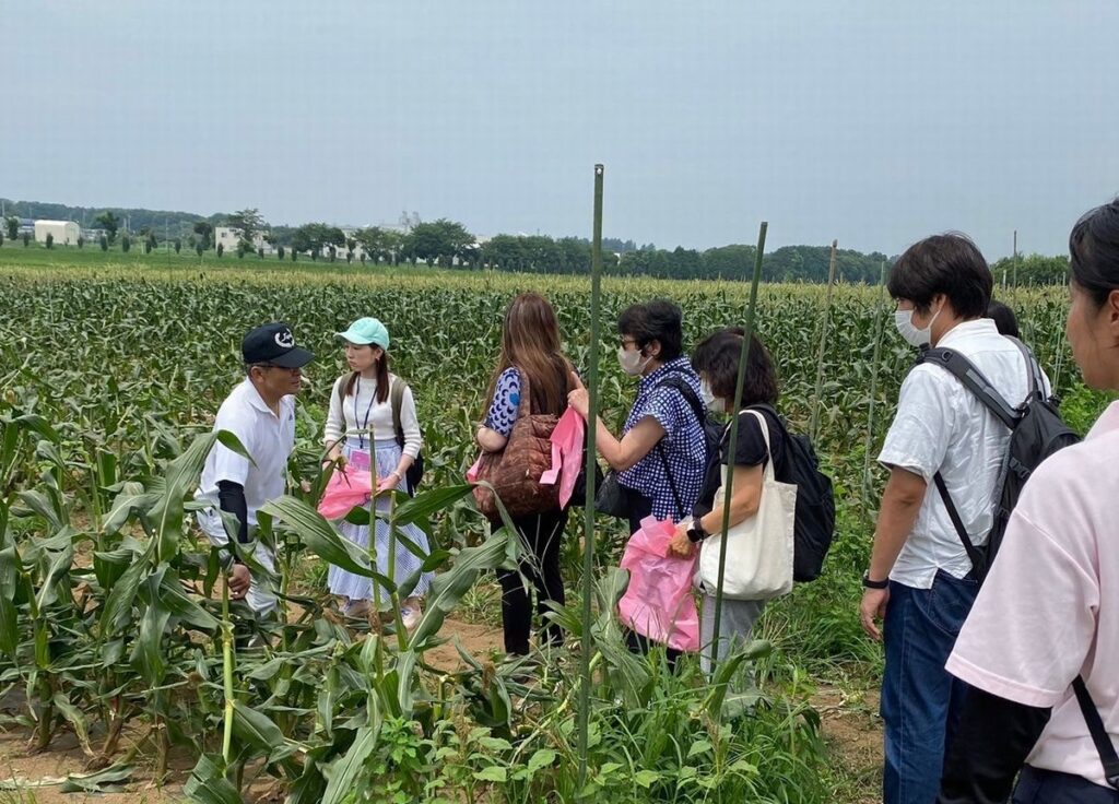 真壁高校の稲荷原農場で旬のトウモロコシを収穫しました=桜川市原方（桜川市提供）