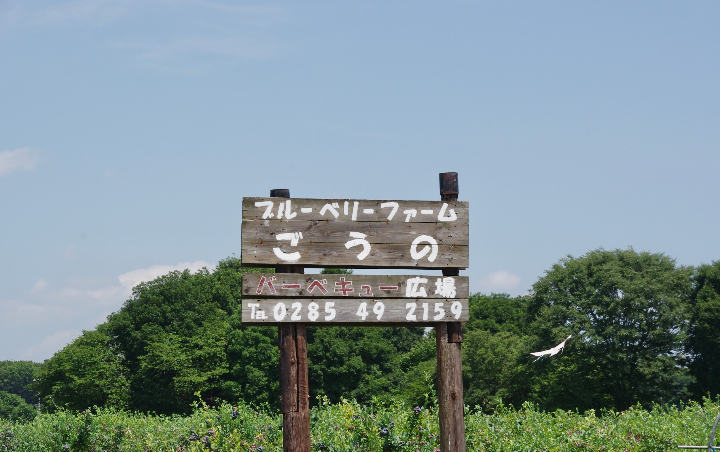 ブルーベリーファーム「ごうの」の看板