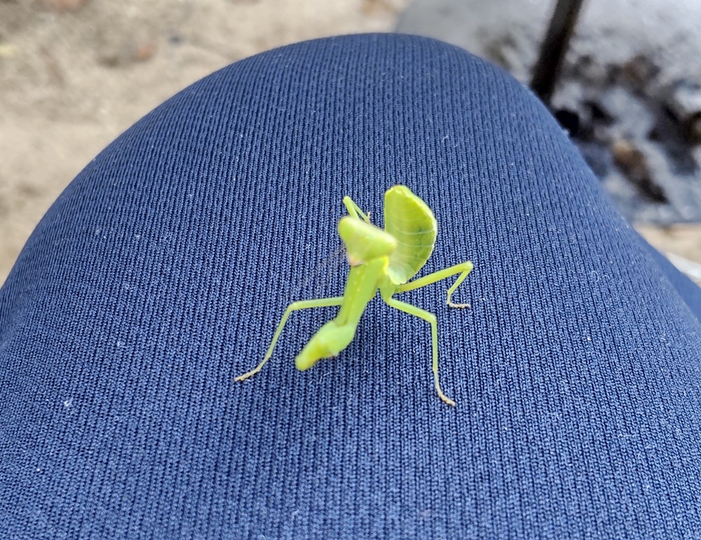 カマキリの赤ちゃん