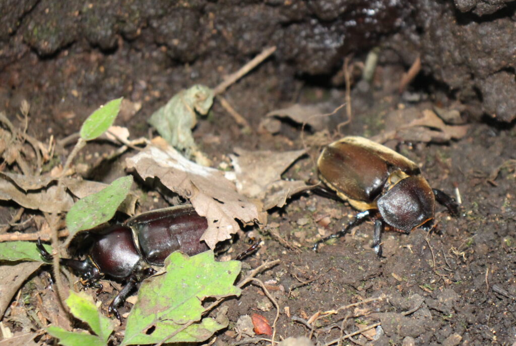 カブトムシをたくさん見つけました