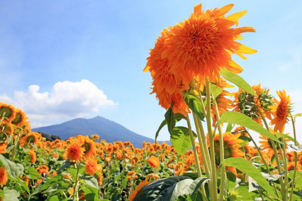 筑波山を背景に一面の八重ヒマワリが楽しめる「あけのひまわりフェスティバル」