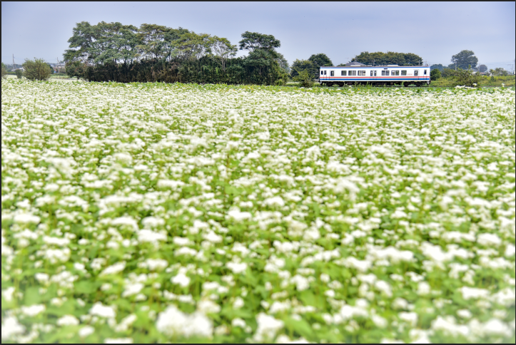 中井さんの作品より。関東鉄道常総線