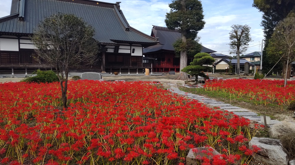 彼岸花咲く東叡山千妙寺＝筑西市黒子