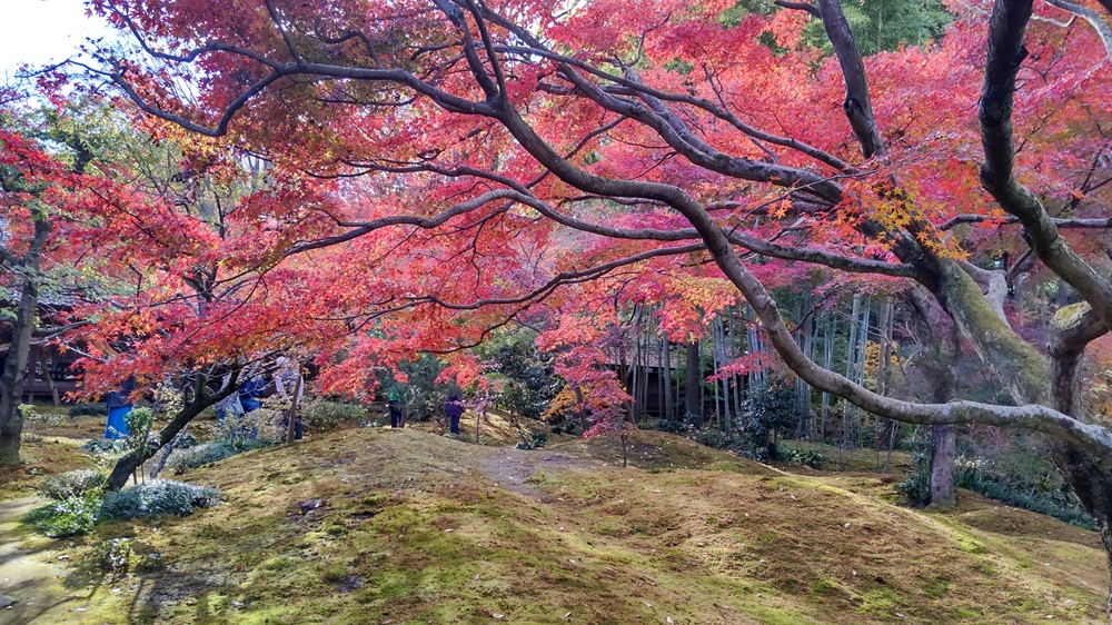 見ごろを迎えた最勝寺の紅葉