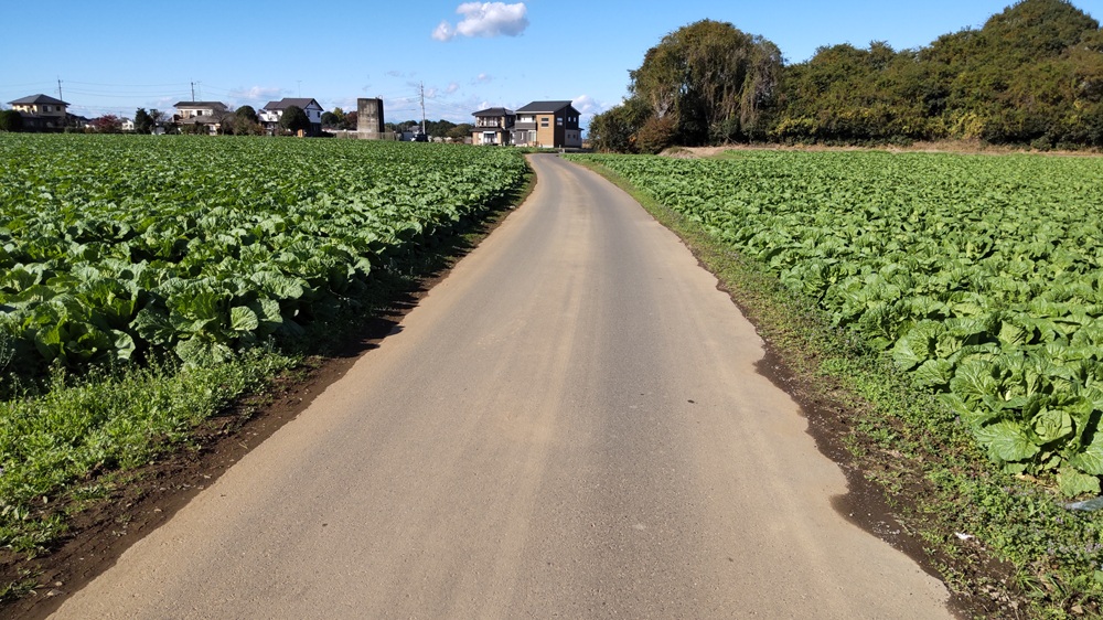 食べ頃になった白菜畑の道を走ります