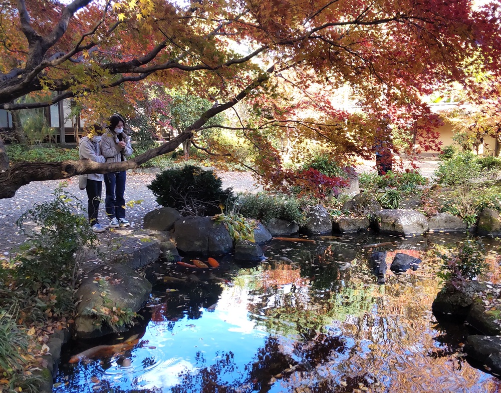 本堂手前の池では紅葉のように美しい錦鯉が泳いでいました