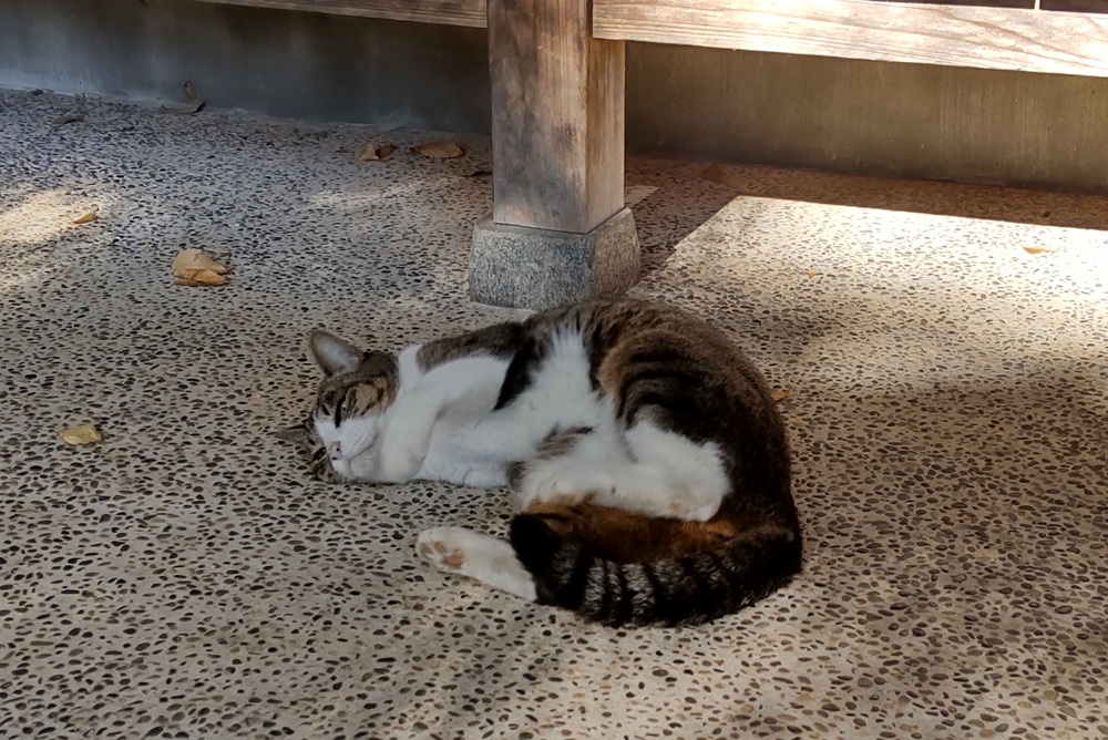 寺務所の前で猫が日なとぼっこしていました