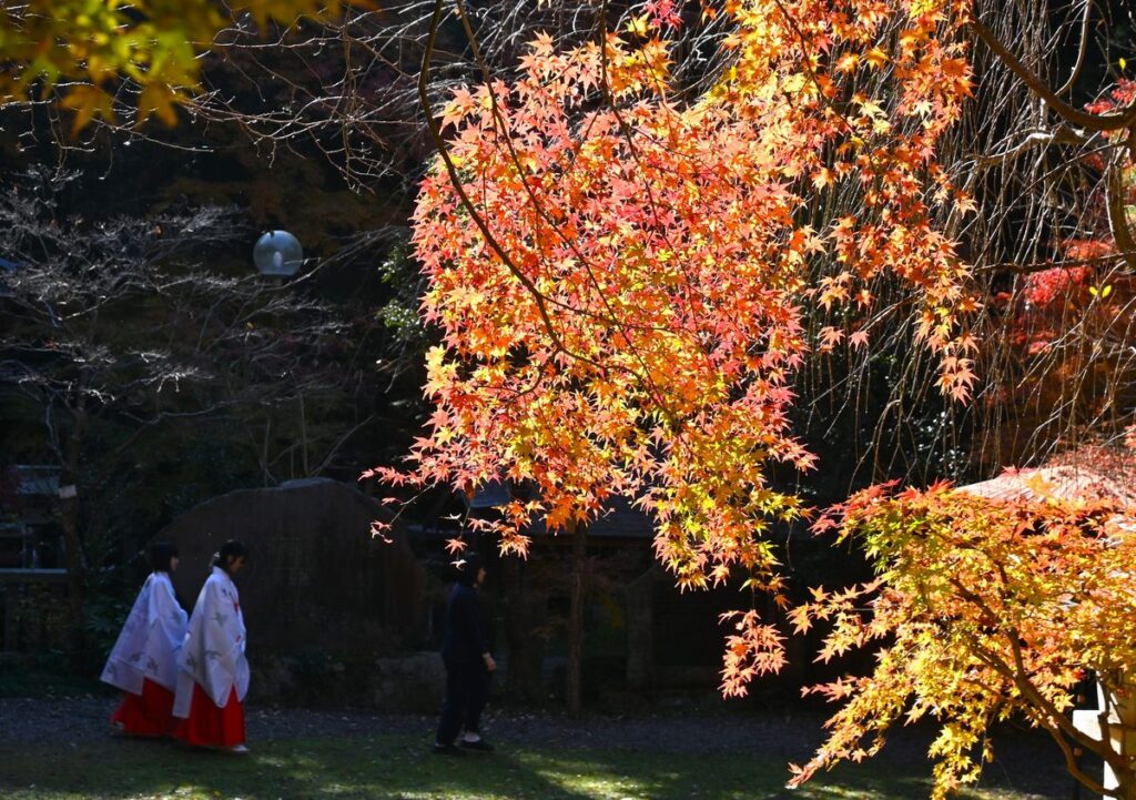 結婚式に参列した巫女さんたちでしょうか。境内を歩いていきます＝桜川市山尾