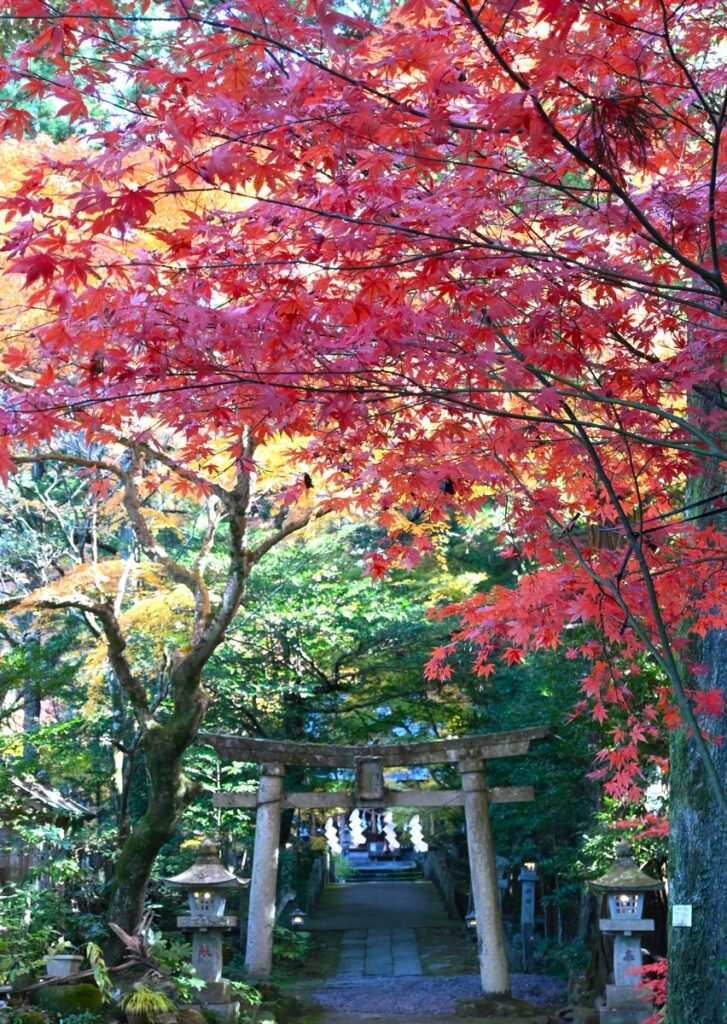 別の鳥居の前から撮った紅葉＝桜川市山尾