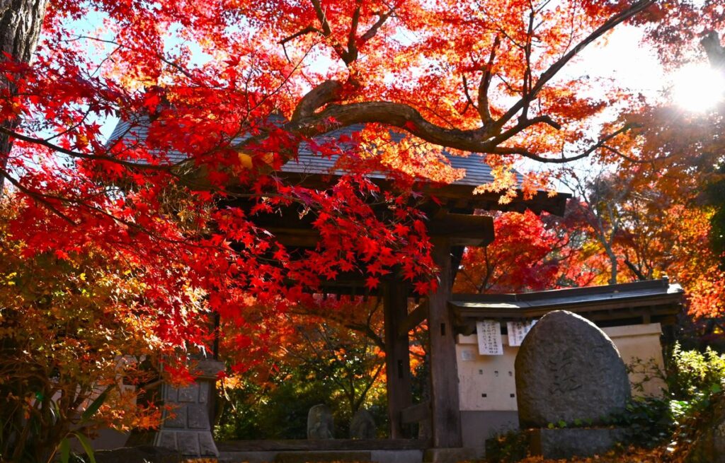 紅葉が鮮やか。薬王寺の山門周辺=2025年11月、桜川市青木