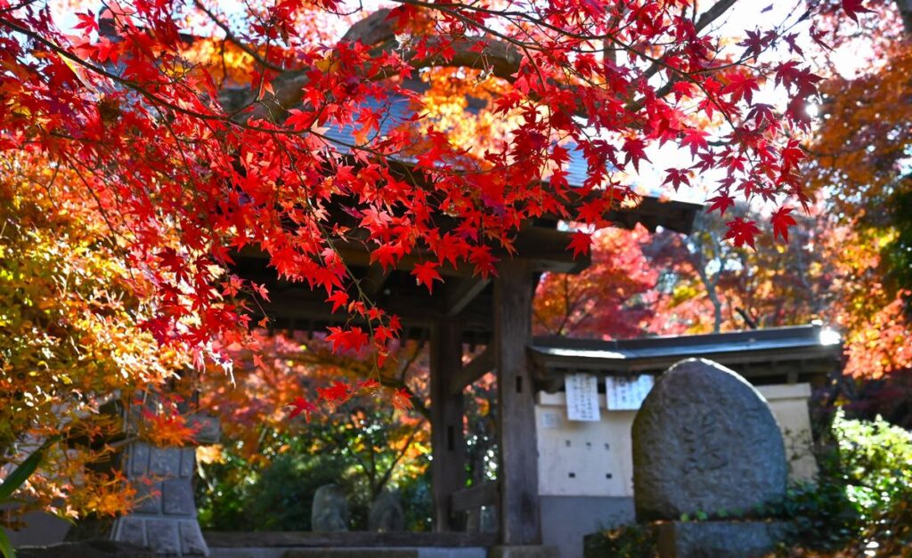 紅葉鮮やかな薬王寺山門周辺＝桜川市青木