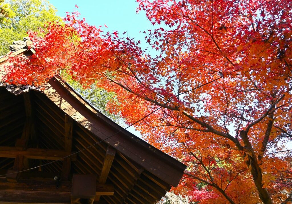 薬王寺山門周辺のモミジ＝桜川市青木