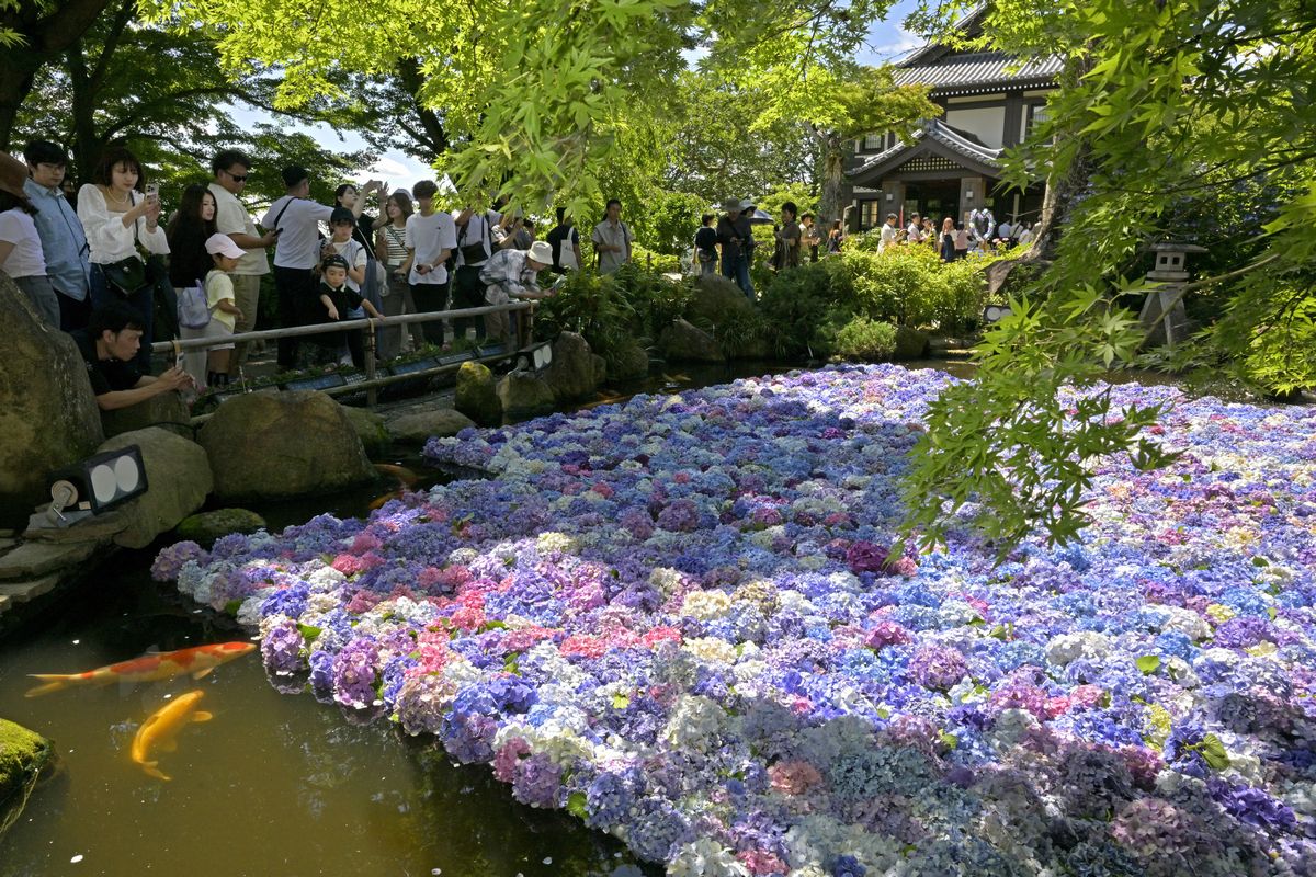 雨引観音境内の池に浮かぶアジサイの花＝2024年6月29日午後、桜川市本木