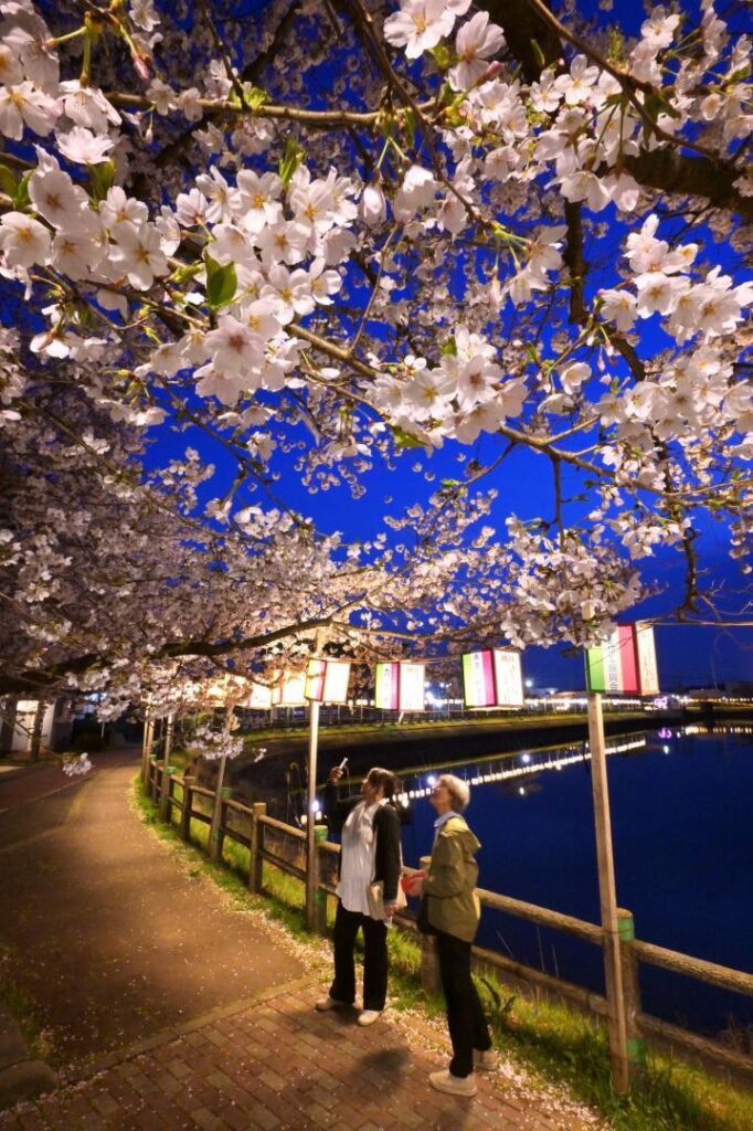 あんどんがともり、宵闇に浮かび上がる砂沼の桜=2025年4月8日夜、下妻市砂沼新田