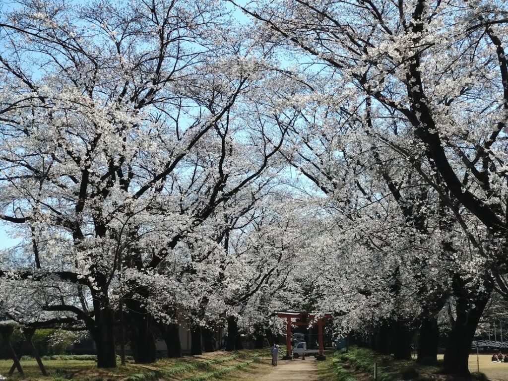 2025年4月4日撮影。ほぼ満開でした