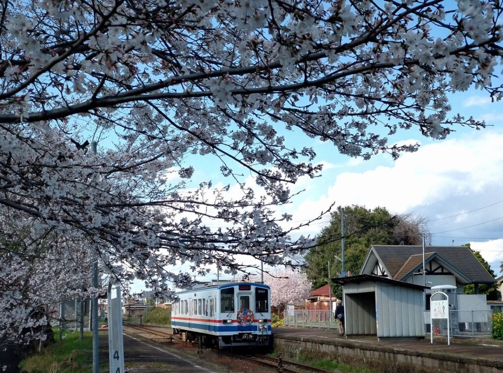 関鉄常総線黒子駅の桜=筑西市辻