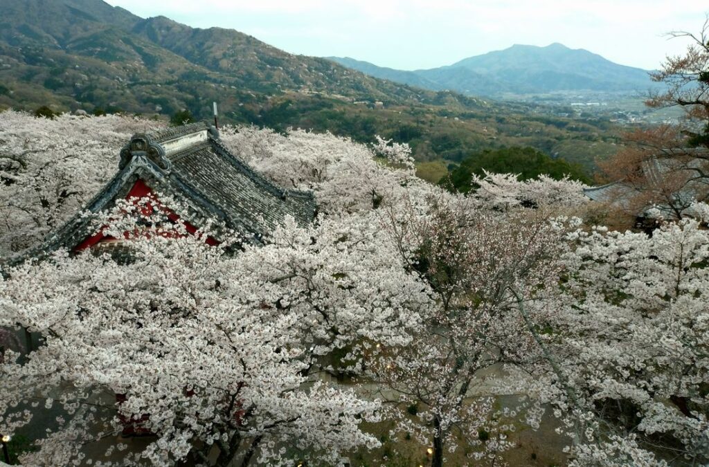 雨引観音の境内。サクラは満開から散り始めでした(2025年4月8日撮影)