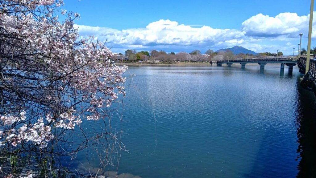 2025年4月4日撮影。湖畔の桜は見頃になるのにもう少しかかりそうでした