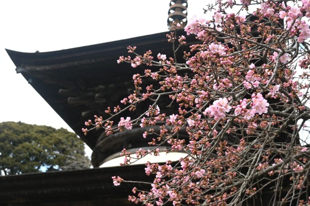 雨引観音境内の河津桜＝桜川市本木（3月2日撮影）