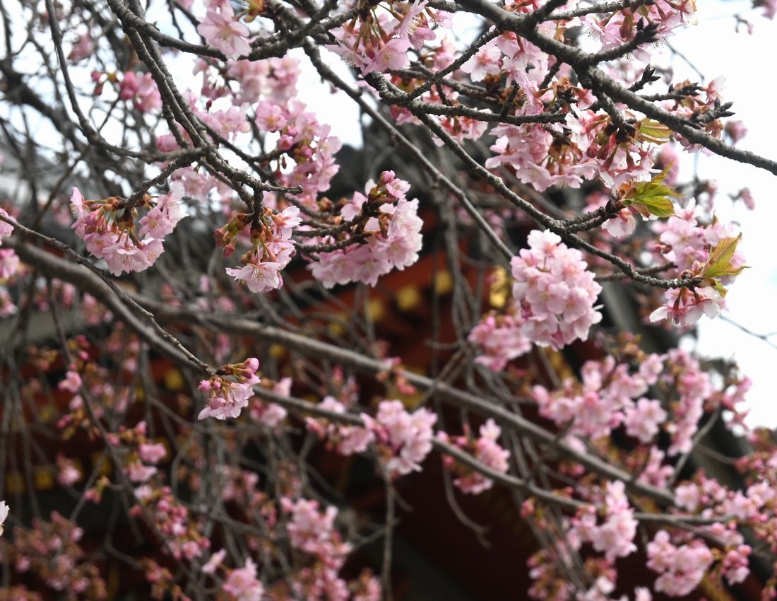 雨引観音（楽法寺）の河津桜＝桜川市本木（3月2日撮影）