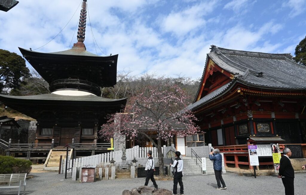 河津桜が咲き始めた雨引観音＝桜川市本木