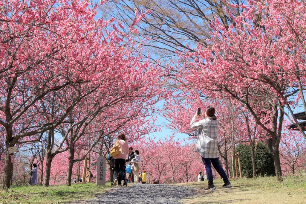 ハナモモ咲き誇る古河公方公園＝2023年3月撮影