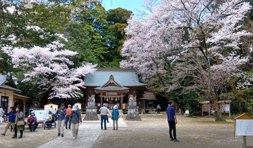 桜川磯部稲村神社。見頃でした=2025年4月9日