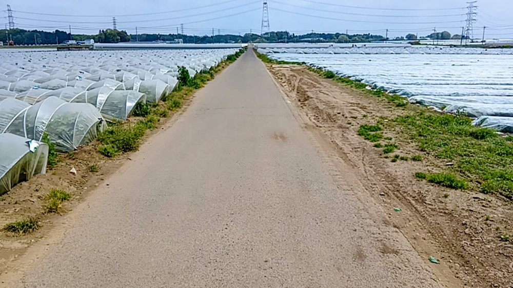 広大な畑の中の道を進みます。