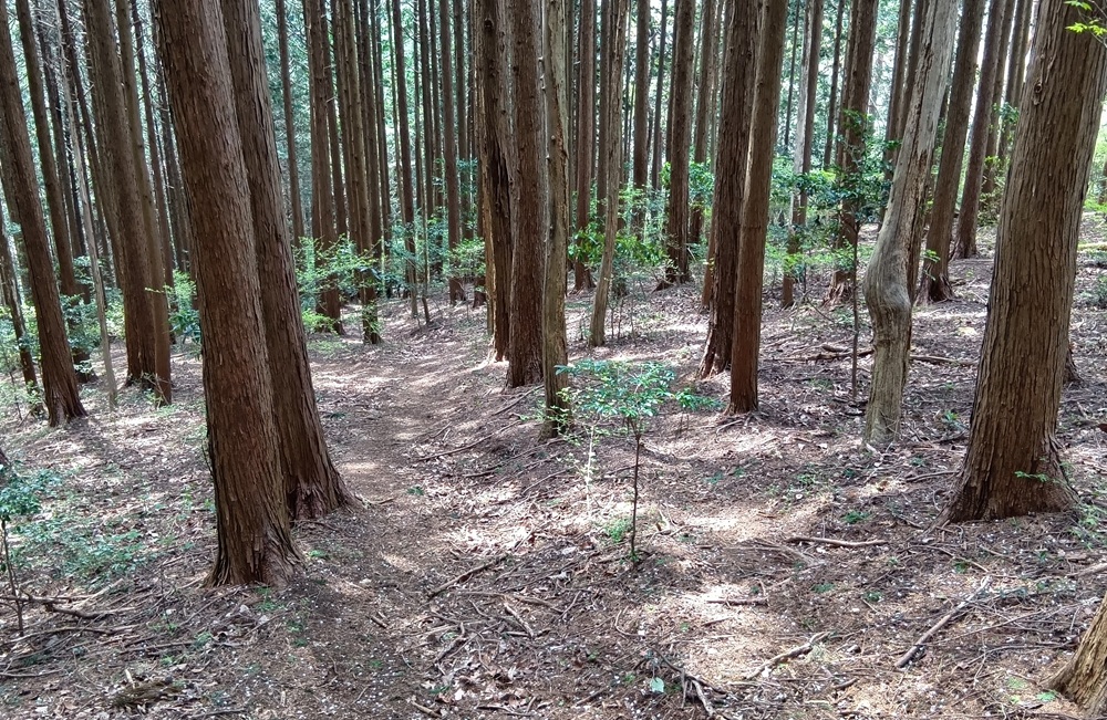 杉林を縫うように登山道があります。