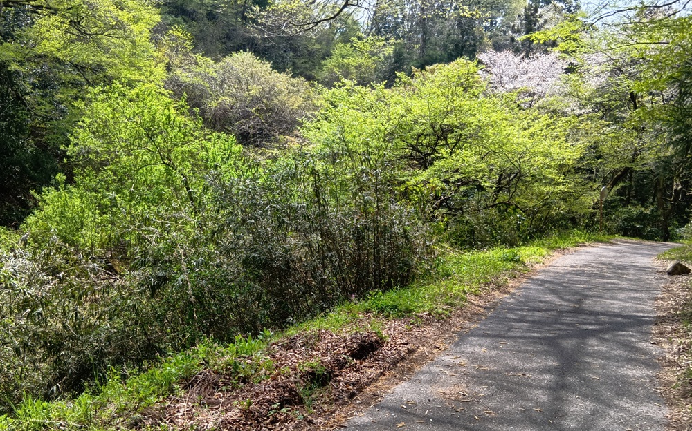 新緑が美しい幽霊林道