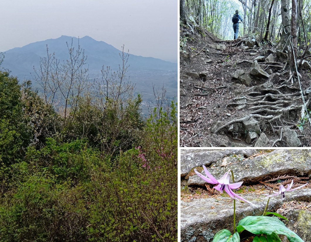 雨引山から筑波山を望む。急登の難所と可憐なカタクリ。