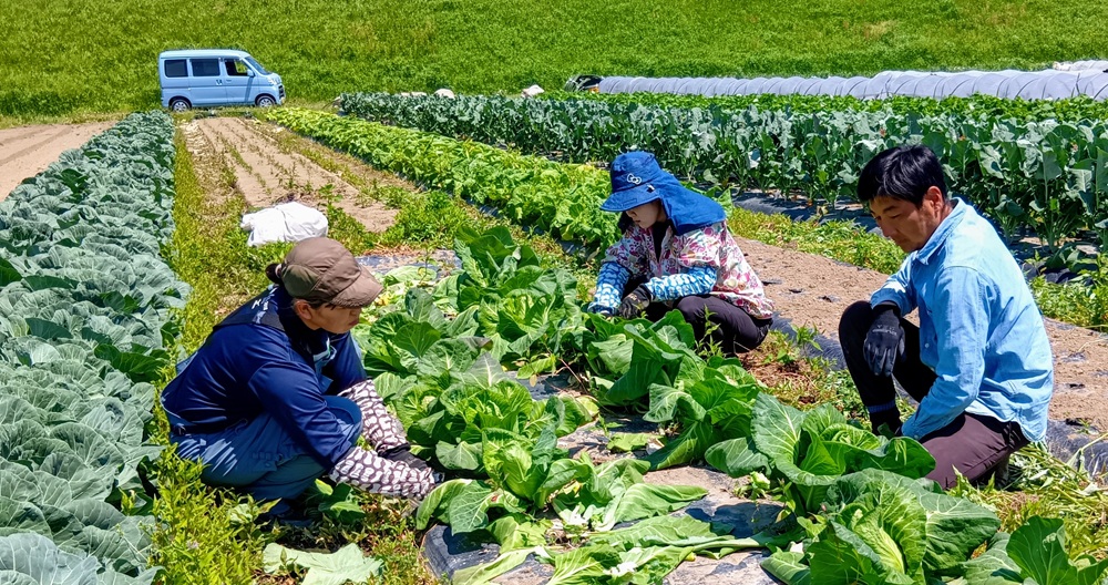 野菜の状態を見ながら丁寧に収穫