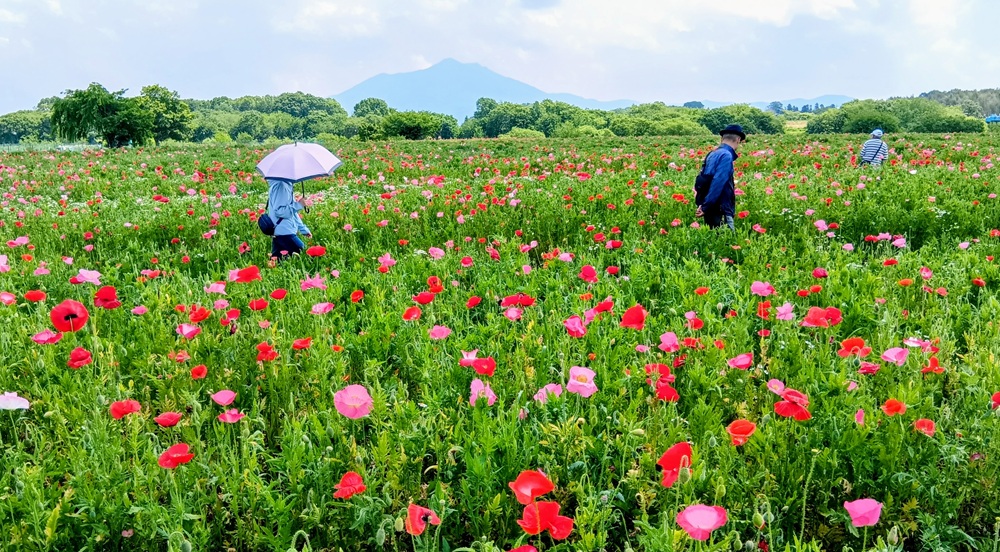 小貝川ふれあい公園のポピー畑=下妻市堀篭