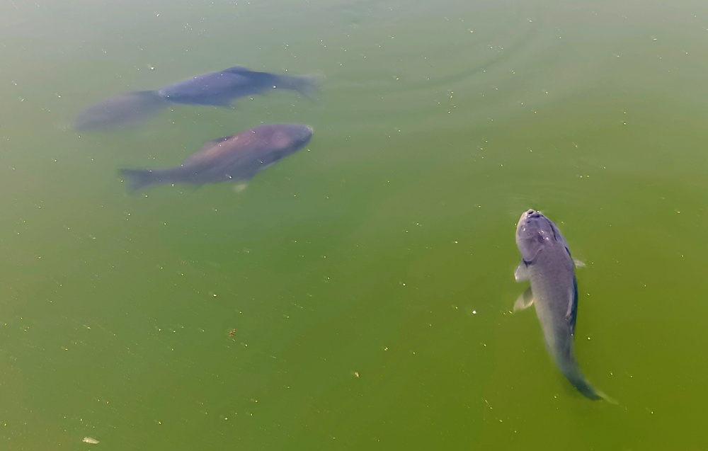 湖面を泳ぐヘラブナ