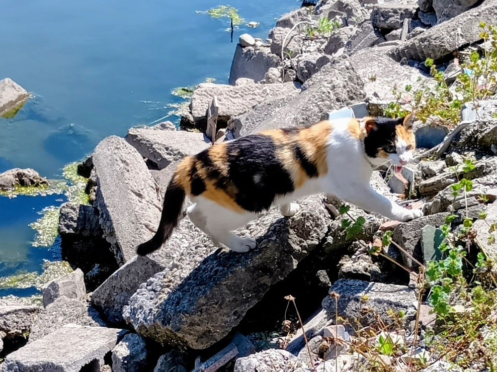 湖のほとりで遊ぶ三毛猫