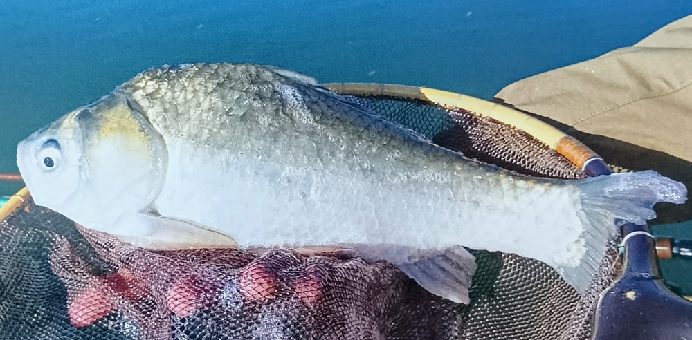 筑波流源湖のヘラブナ(筑波流源湖提供)