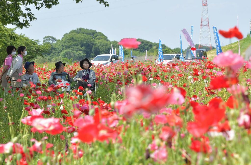 小貝川ふれあい公園のポピー(2023年5月撮影)