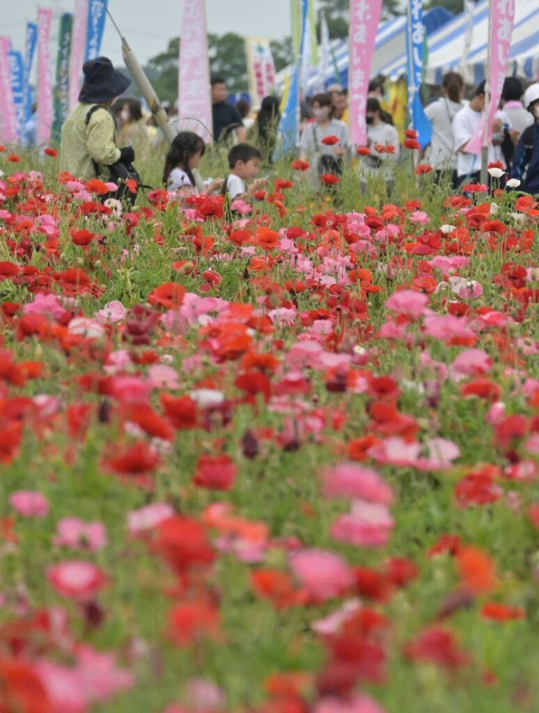 小貝川ふれあい公園のポピー(2023年5月撮影)