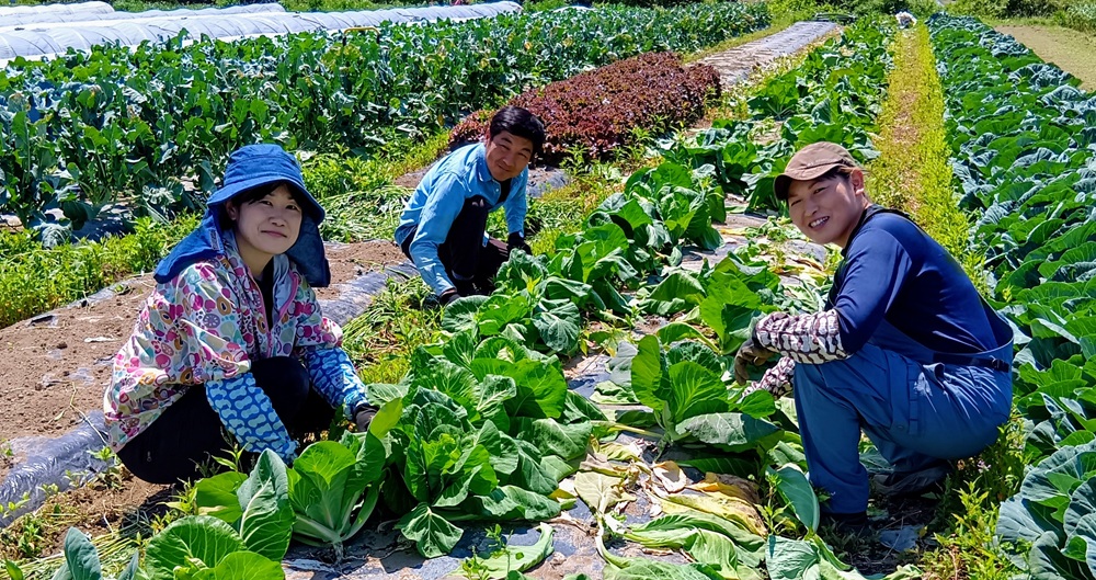 無農薬で育てた野菜を収穫する中山さんご夫妻たち＝下妻市別府