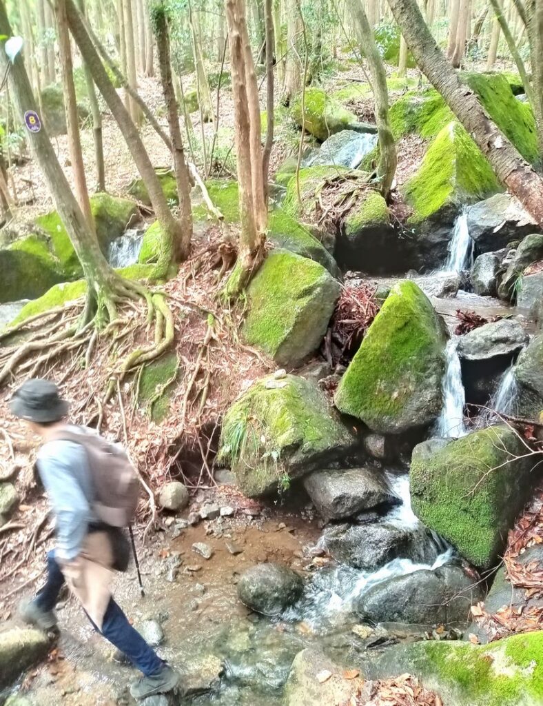 沢には小さな滝のようになって流れ落ちる所も