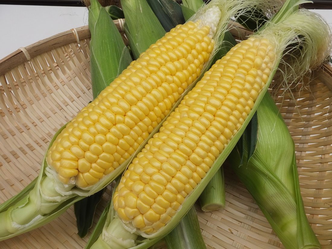 旬を迎えたトウモロコシ「味来」を販売する「トウモロコシフェア」が6月27、28日に結城市で開催されます（写真は市農政課提供）