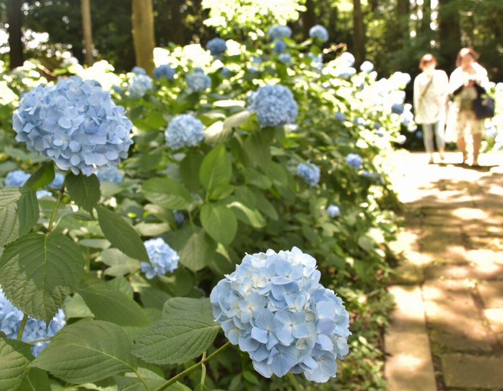 大宝八幡宮の境内に咲くアジサイ=2024年6月