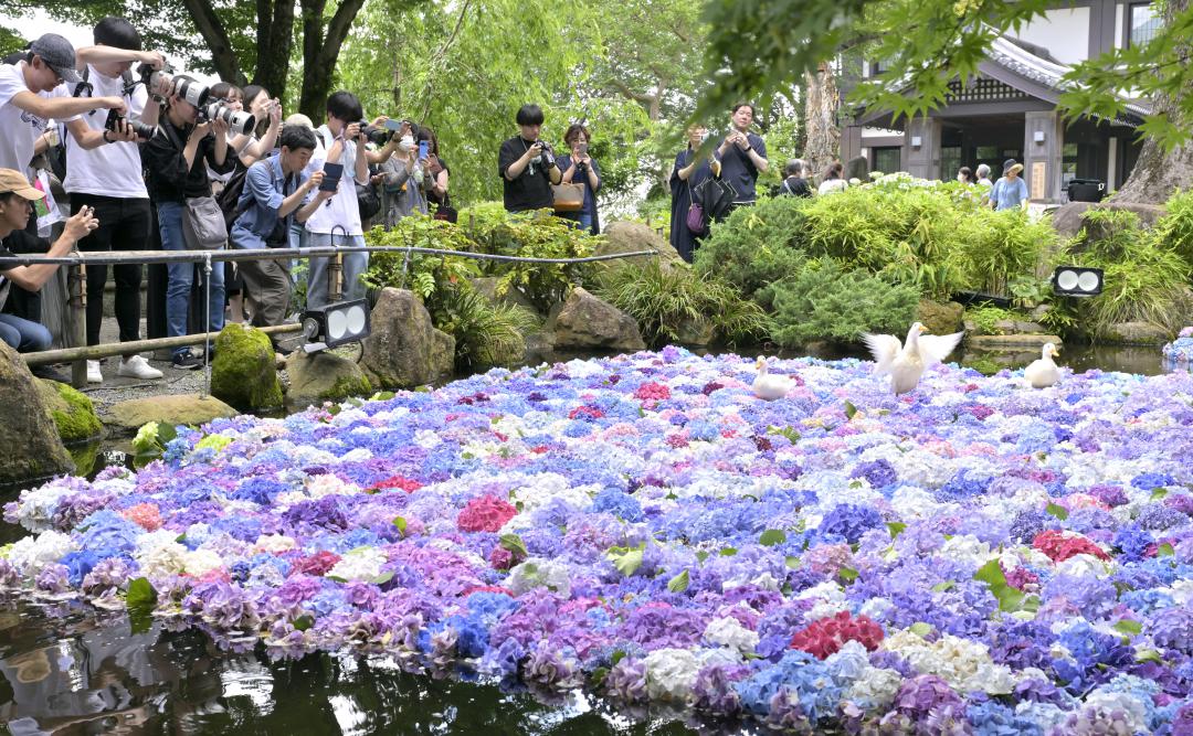 境内の池に浮かぶアジサイ=桜川市本木の雨引山楽法寺