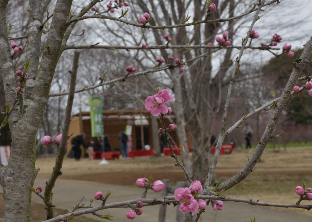 古河総合公園(古河公方公園)のハナモモ=2025年3月
