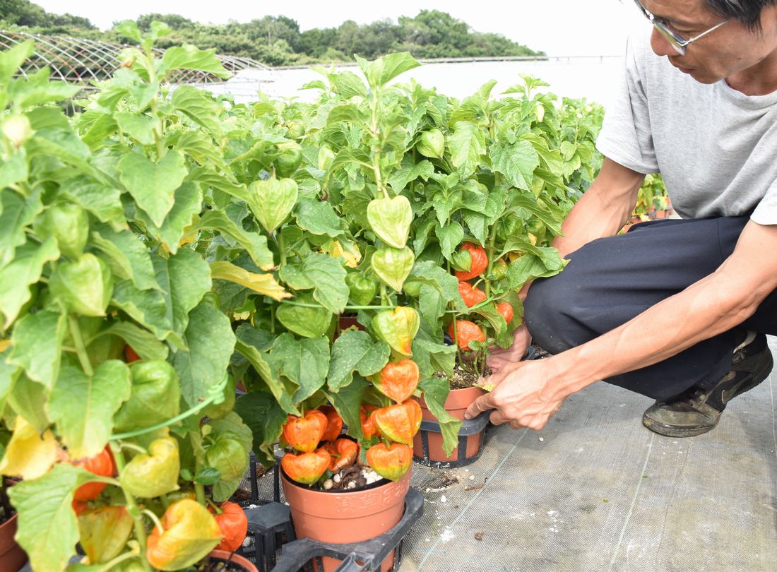 出荷準備が進められている鉢植えのホオズキ＝古河市仁連